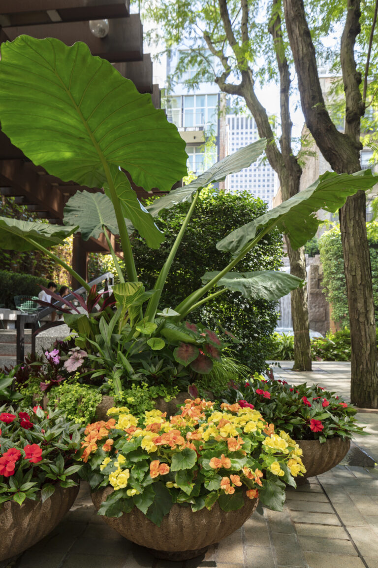 A garden with lots of different plants and trees.